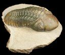 Inch Reedops Trilobite - Great Eyes #4931-1
